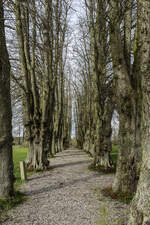 Allee von Lindenbäumen im Norburger Schlosspark auf der Insel Alsen (Nordschleswig).