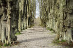 Allee von Lindenbäumen im Norburger Schlosspark auf der Insel Alsen (Nordschleswig).