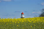 Rapsfelder am Leuchtturm von Rinkenis (Rinkenæs) an der Nordseite der Flensburger Förde.