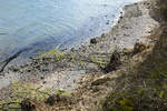 Umgefallene Bäume am Strand von Skelde Kobbelskov auf Broagerland (Nordschleswig/Sønderjylland).