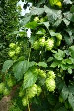 die fast reifen �hren oder Dolden des Hopfens, diese werden zur Bier-und Arzneimittelherstellung genutzt, Aug.2012