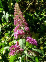 Bltenstand des roten Sommerflieders, auch Schmetterlingsflieder genannt, eine beliebte Zierpflanze in unseren Grten und Parks, Juli 2016