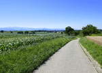der Marchhügel in der Rheinebene im Breisgau hat schöne Wander-und Radwege, hier der Blick in Richtung Süden über die Ortschaft Buchheim zum Hochschwarzwald, Juni 2020