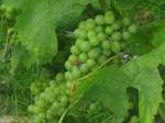 Echte Weintrauben vom Bodensee (11.08.10)