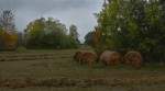 Naturschutzgebiet Bodenseeufer (Bodman-Ludwigshafen).04.10.2014