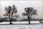 Zwei Bäume im Winter -    Zwischen den Bäumen kann im Hintergrund der Überlinger See (Bodensee) erkannt werden.
