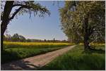 Ein Wanderweg führt an blühenden Bäumen und Rapsfelder ins Dörfchen Seefelden.
(24.04.2017)