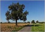 Unterwegs auf dem Wander-und Radweg von Kressbronn nach Gohren.
(25.09.2018)