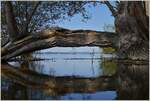 Holz im Spiegelbild vom Bodensee.