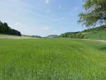 Hochtal bei Hondingen im Hegau, Südschwarzwald (25.05.2017)