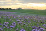 Die blau blühende Phacelia und der Sonnenuntergang, welcher kein gutes Wetter für den nächsten Tag vorhersagt. 
Neuenstein-Bernhardtsmühle, 16.06.2020. 