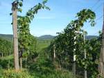 Kaiserstuhl/Baden,  Blick von Burkheim zum Totenkopf,  Aug.2008