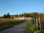 Lenzenberg, oberhalb von Ihringen/Kaiserstuhl,  herrlicher Aussichtspunkt und Raststtte,  Nov.2005