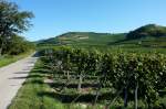 Weinberge am westlichen Kaiserstuhl, Sept.2012