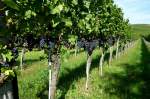 Kaiserstuhl, Sptburgunder Rotweintrauben kurz vor der Ernte, Sept.2012