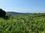 Kaiserstuhl, Blick Richtung Oberbergen, Aug.2013