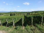 Weinberge bei Bahlingen am Kaiserstuhl (14.08.2016)