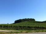 der Litzelberg, umgeben von den Reben des Weinortes Sasbach am Kaiserstuhl, ist Standort einer Wallfahrtskapelle aus dem 17.Jahrhundert, Sept.2016