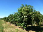 Holunderplantage am nördlichen Kaiserstuhl, die Früchte werden u.a.zur Herstellung von Saft, Most und Marmelade verwendet, Juni 2017