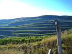 Kaiserstuhl, Blick auf die bekannte Weinlage  Bageige  im inneren Kaiserstuhl bei Oberrotweil, Okt.2004