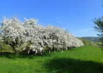 Ihringen am Kaiserstuhl, Baumblut im Frühjahr 2018