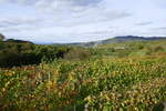 Kaiserstuhl, Blick über die herbstlichen Weinberge bei Bickensohl, Okt.2019