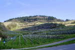 Kaiserstuhl, Blick von der Bergstraße (L 115) bei Altvogtsburg zur 521m hohen Eichelspitze, März 2020