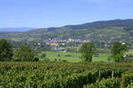 Blick vom Tuniberg hinber zum Kaiserstuhl mit dem Winzerort Wasenweiler, Sept.2023