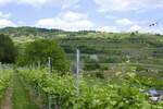Kaiserstuhl, Blick von Ihringen zum 340m hohen Lenzenberg mit dem Rasthaus, Mai 2025