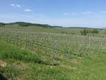 Weinberge im Sulmtal bei Löwenstein (29.04.2018)