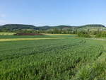 Wiesen im Ohrntal bei Oberohrn (29.04.2018)