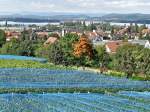 Wein auf der Insel Reichenau (27.09.2010)