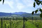 Blick über die Weinreben des Markgräflerlandes bei St.Ilgen zum Hochblauen im Südschwarzwald Juni 2019 