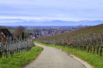 Ebringen im Markgräflerland, Blick über die Rebberge und den Winzerort in die Rheinebene und auf die schneebedeckten Berge der Vogesen, Jan.2020