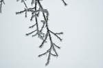 Eisnadelbaum, eigentlich ist das der Ast eine Buche die unweit von Neckarkatzenbach im Dauernebel steht und die der frostige Wind zu diesen etwas ausergewöhnlichen Nadelbäumen macht.