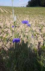 Kornblumen am Maisfeldrain am Hungerberg in Reichenbuch.