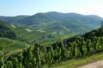 Weinberge in der Ortenau bei Durbach, Sept.2012