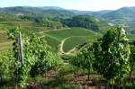 Weinberge in der Ortenau bei Durbach, Sept.2012