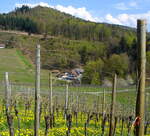 Ortenau, in den Weinbergen oberhalb von Durbach, mit Blick auf das Gasthaus  Hummelswälder Hof , April 2006 