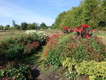 Blumenbeete auf der Landesgartenschau in Ellwangen (24.08.2026)