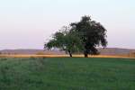 Im Hintergrund ein abgemhtes Maisfeld, von der Sonne beleuchtet, gegen Abend bei Kchersberg,1.10.2011.