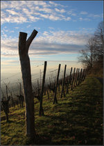 Weinberg über dem Neckartal -    Auf dem Kappelberg, Fellbach.