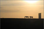 Im abendlichen Gegenlicht -
 
Spaziergang mit Hund und Pferden vor dem Fellbacher Schwabenlandtower.

21.04.2020 (M)