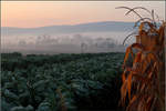 Mais, Rosenkohl und Nebel vor den Schurwaldhöhen -    Zwischen Kernen-Rommelshausen und Weinstadt-Endersbach.