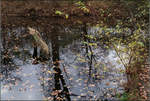 Stehendes Wasser -     Altarm der Rems in den Waiblinger Remsaue.