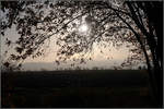 Die noch tiefstehende Sonne -

... hinter den Zweigen eines Baumes.

Bei Kernen-Rommelshausen, 20.11.2020 (N)