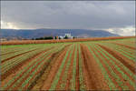 Rundung im Feld -

Blick über die Felder nach Kernen-Rommelshausen mit dem Kernen und Kappelberg im Hintergrund.

20.11.2020 (M)