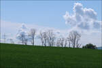 Bäume (und Hochspannungsmasten) vor Wolkenhimmel -    Landschaft zwischen Waiblingen Korber Höhe und Waiblingen Beinstein.