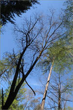 Bäume im Schatten und Licht -    Im Wald bei Remshalden-Geradstetten.