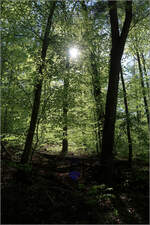 Die Sonne dringt durch den Wald -    Beim Remshalden-Geradstetten.